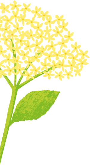 Elderflower