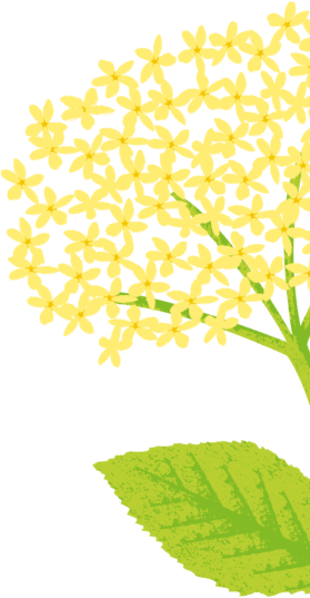 Elderflower